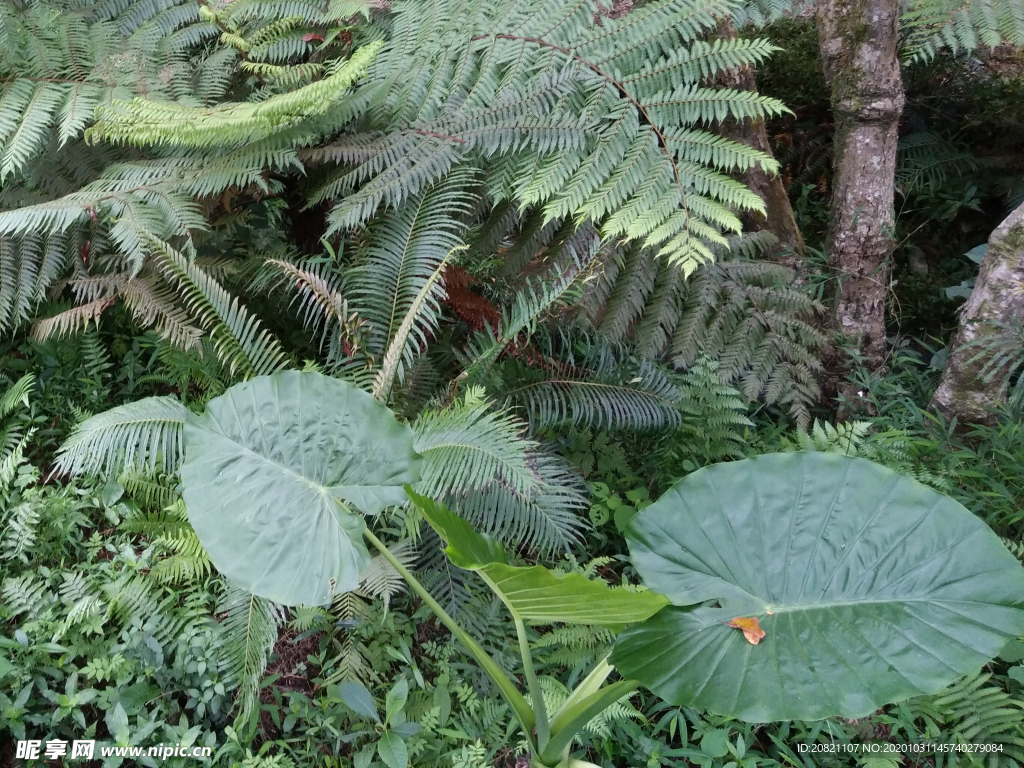 花卉