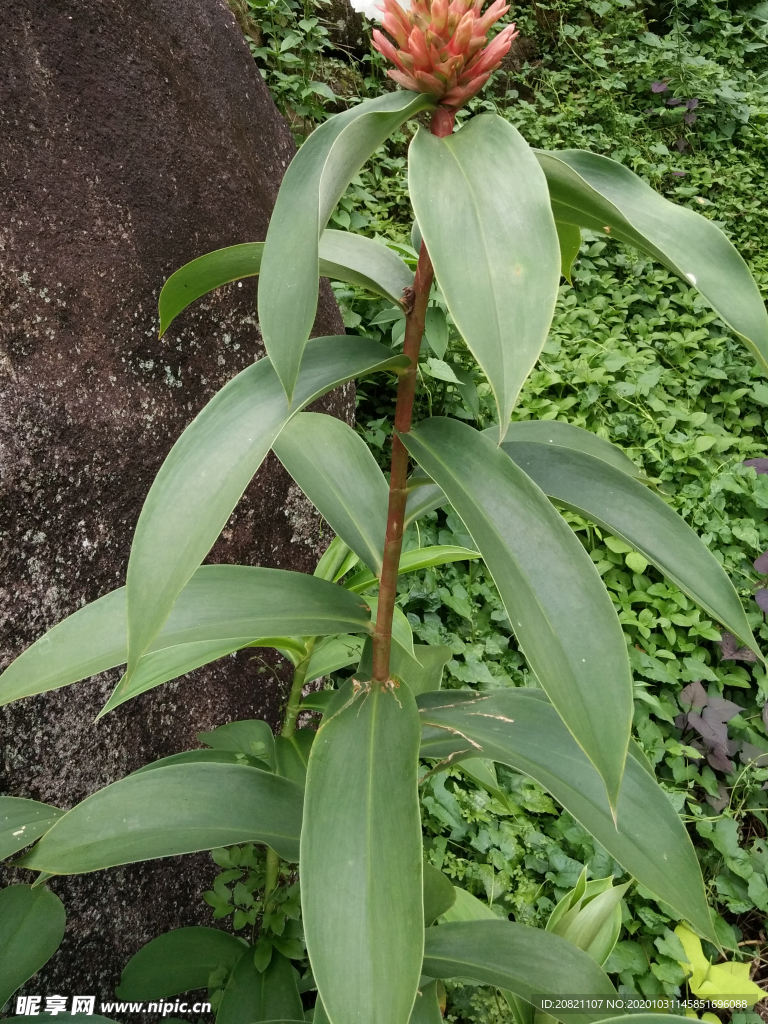 花卉