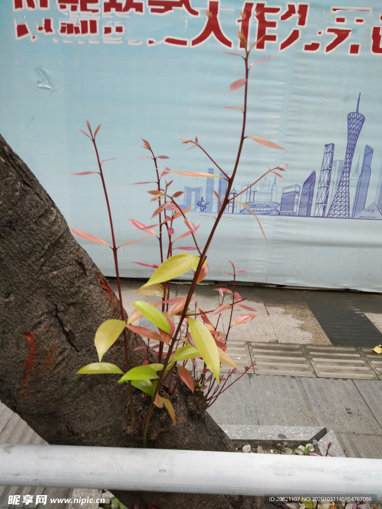 花卉