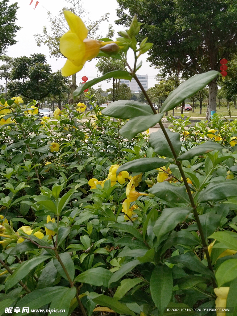 花卉