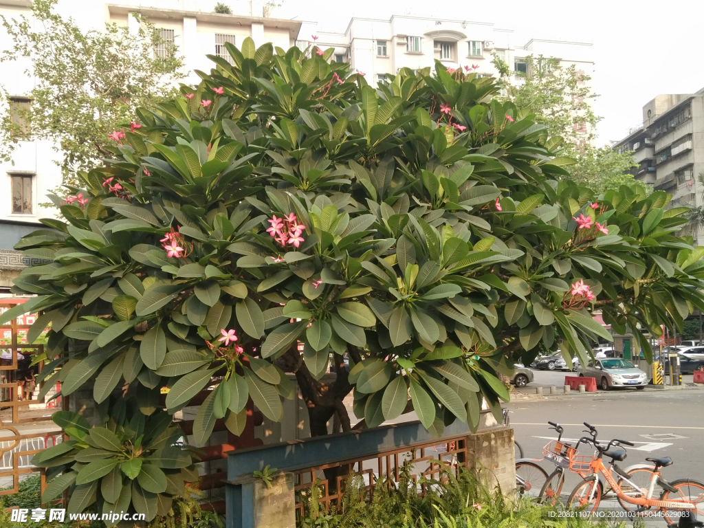 花卉