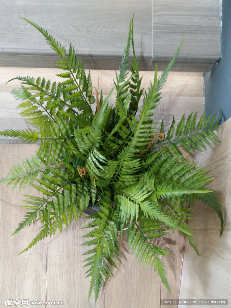 花卉