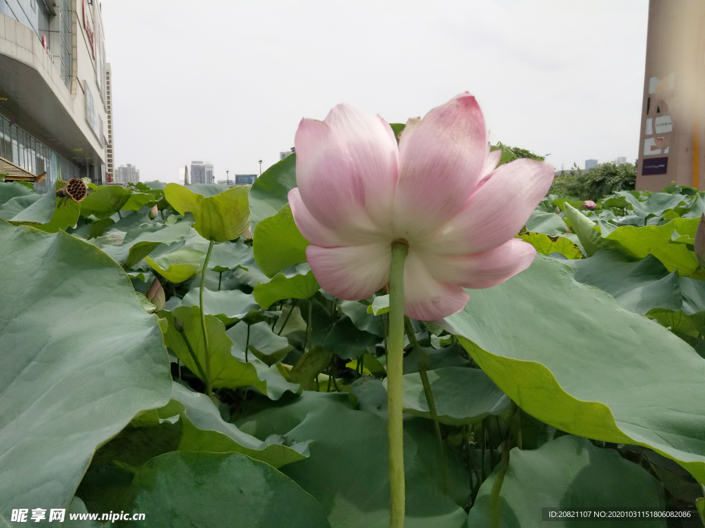 荷花