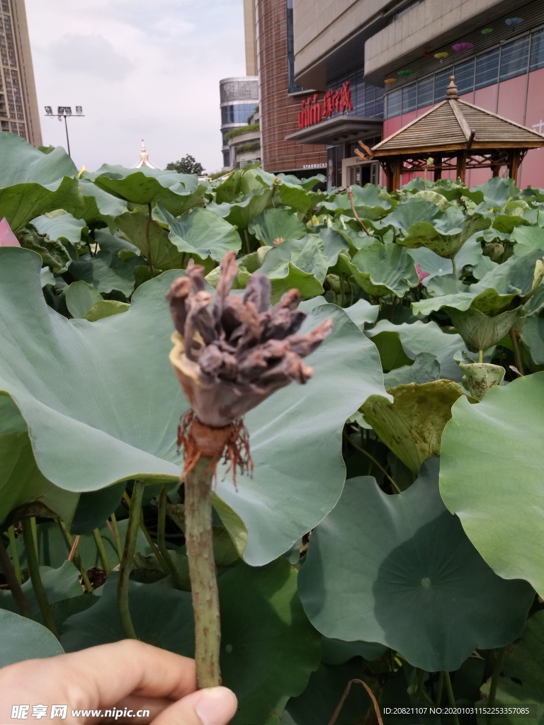 荷花