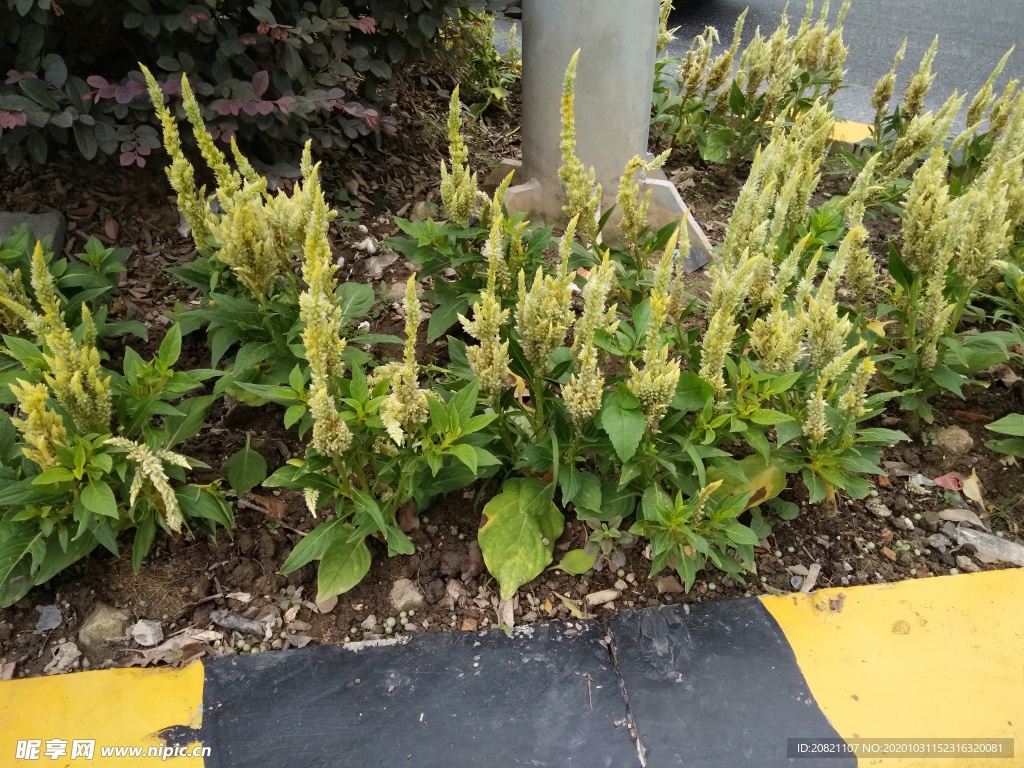 花卉