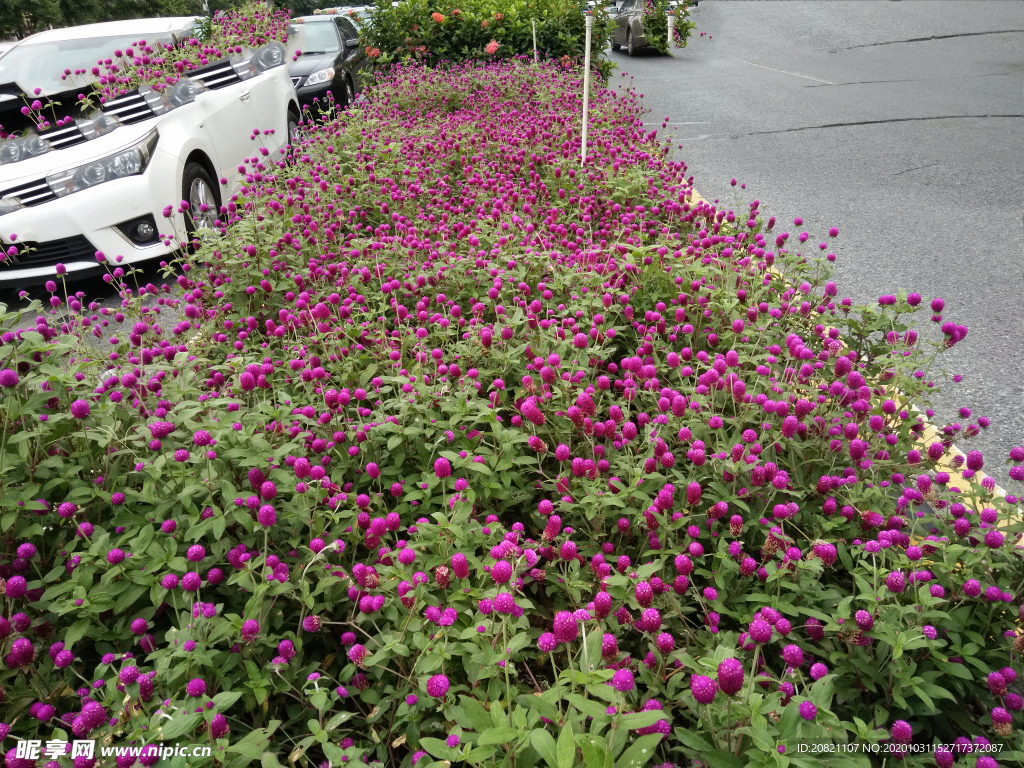 花卉