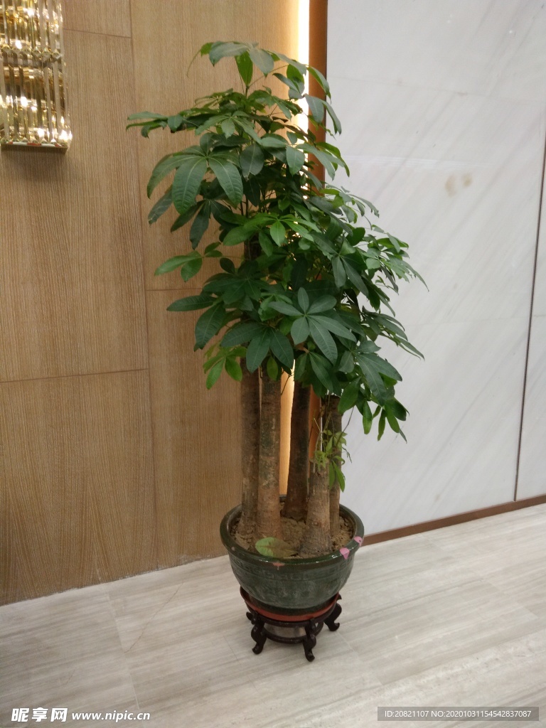 花卉