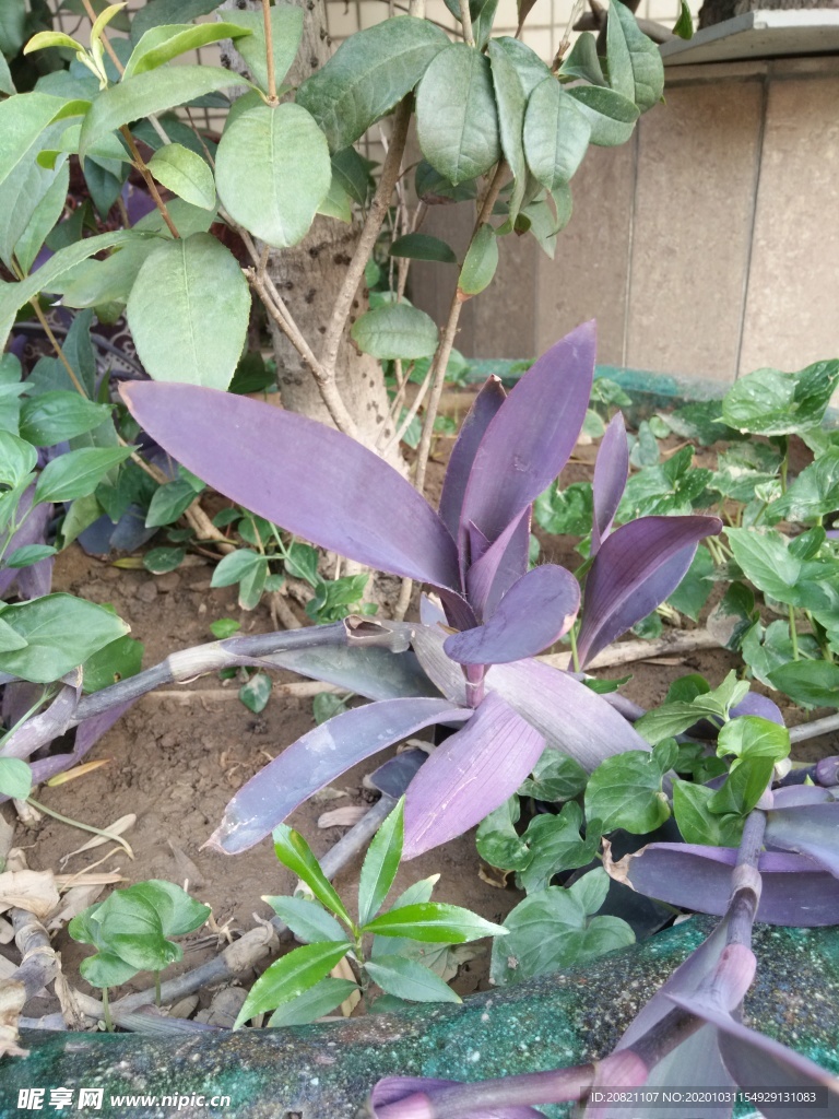 花卉