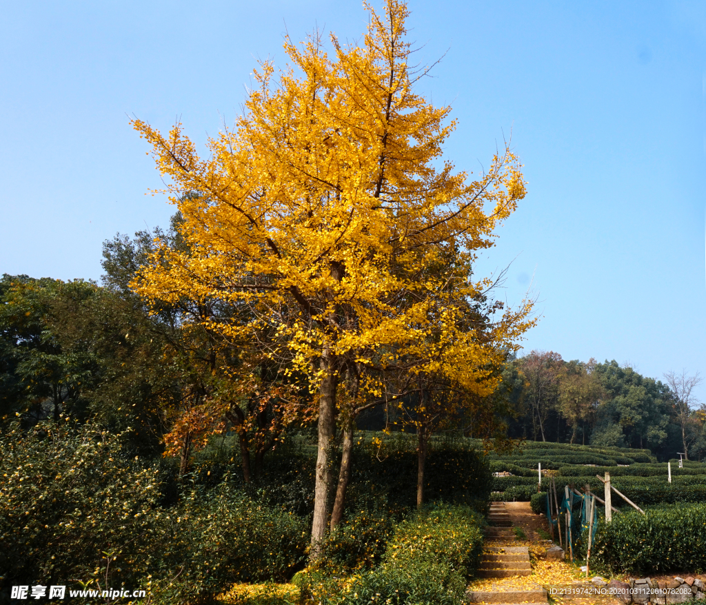 银杏树