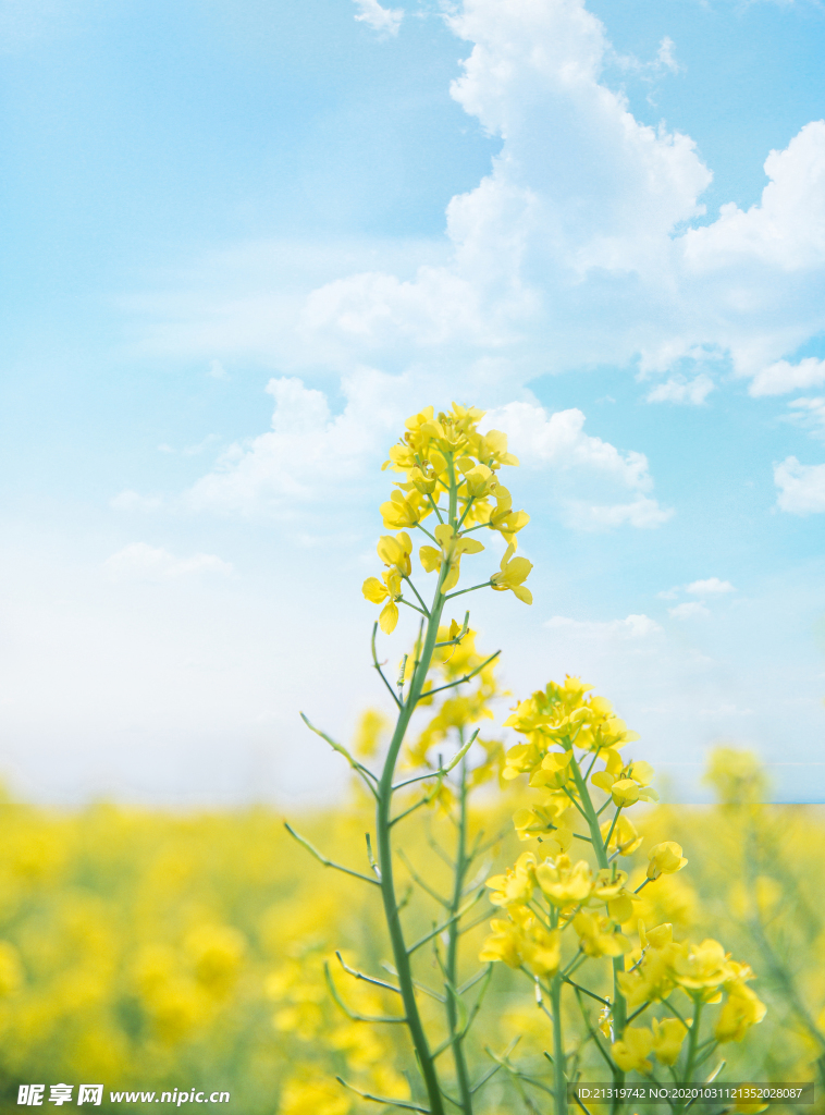 油菜花