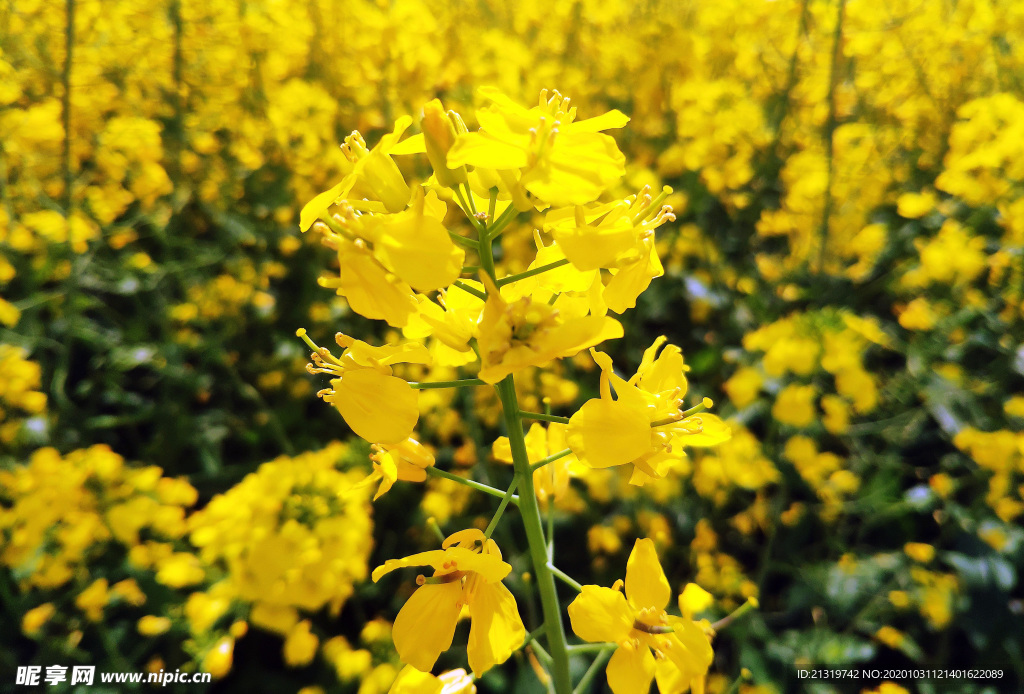 油菜花