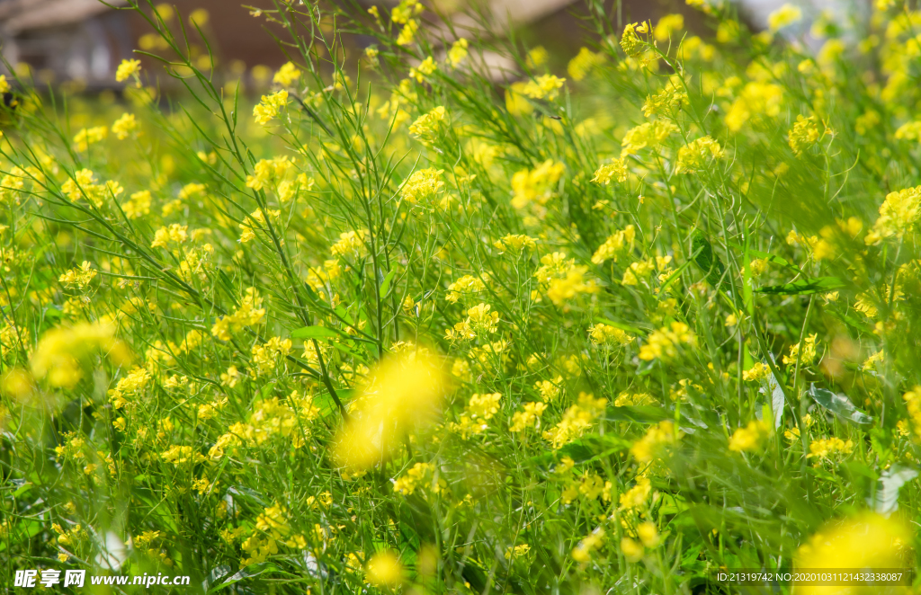 油菜花