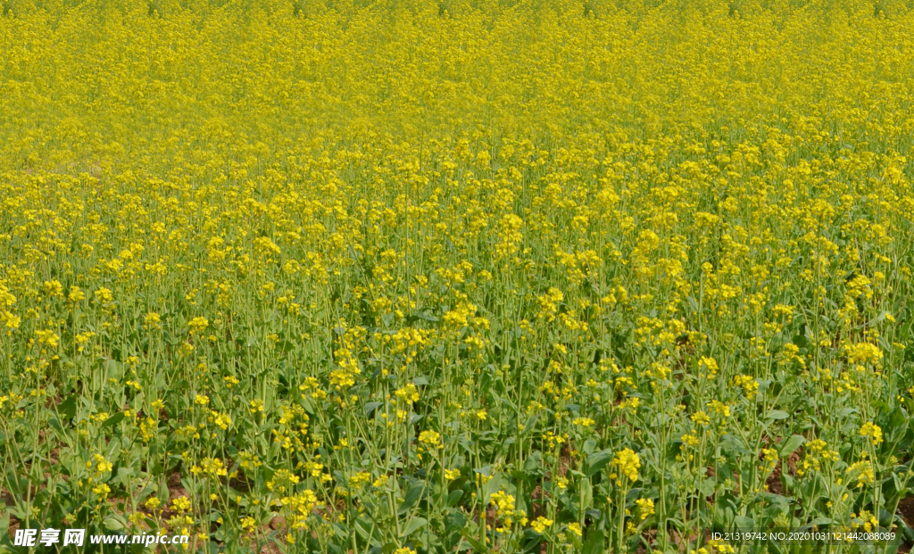 油菜花