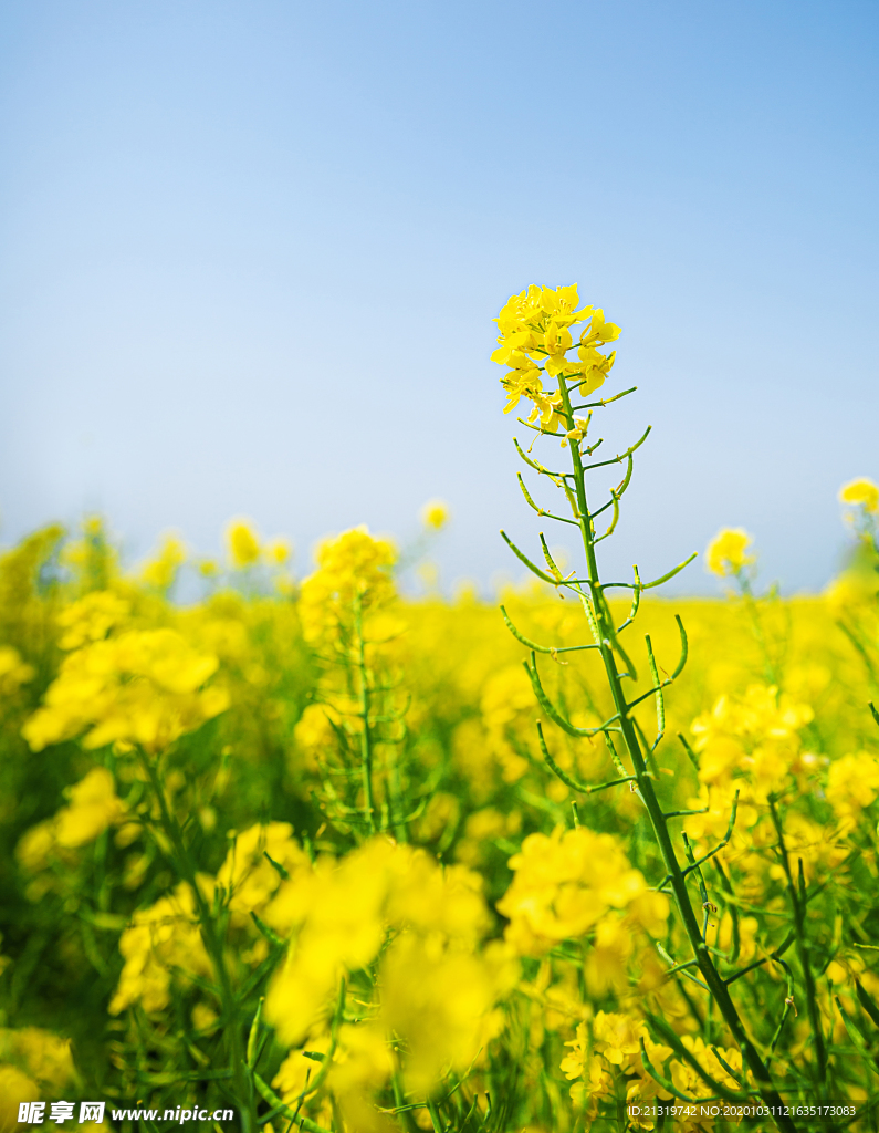 油菜花