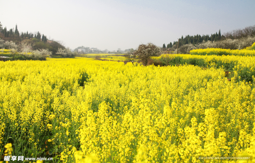 油菜花