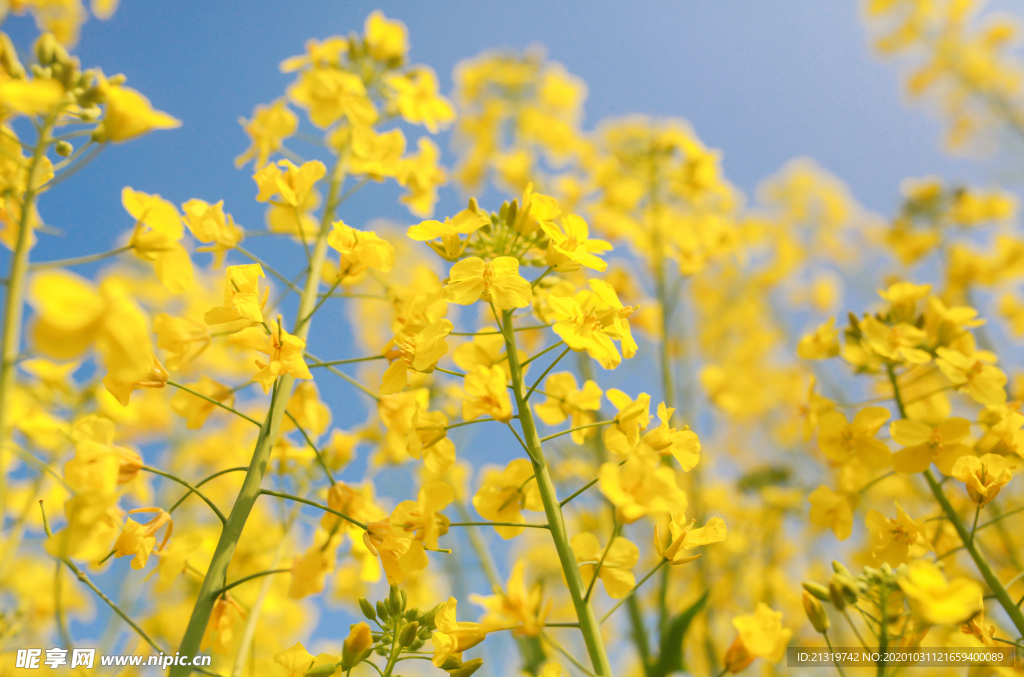 油菜花