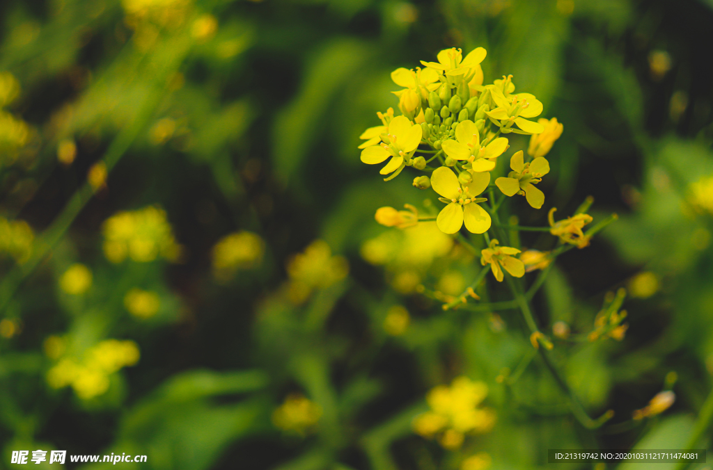 油菜花