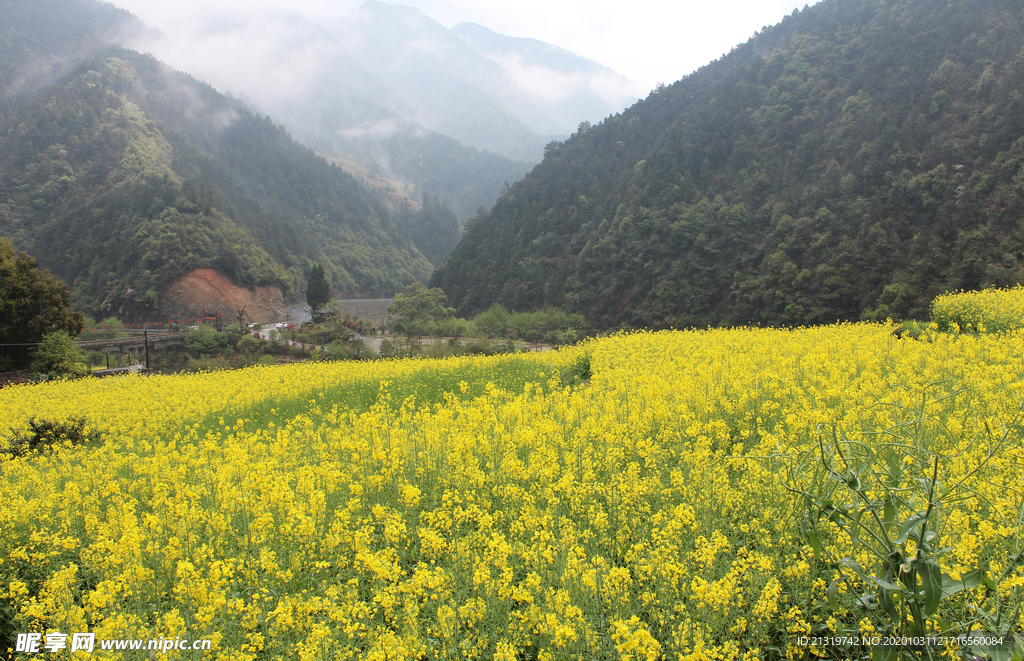 油菜花