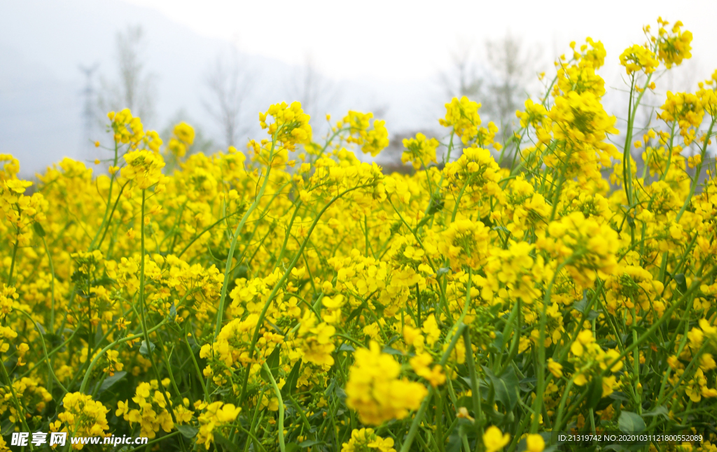 油菜花