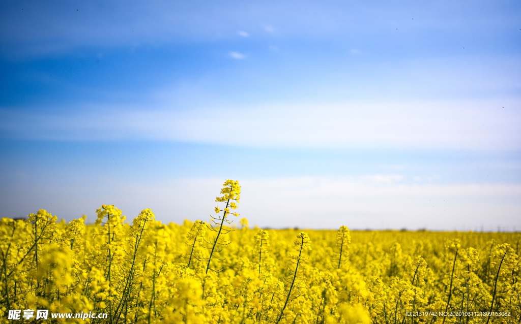 油菜花