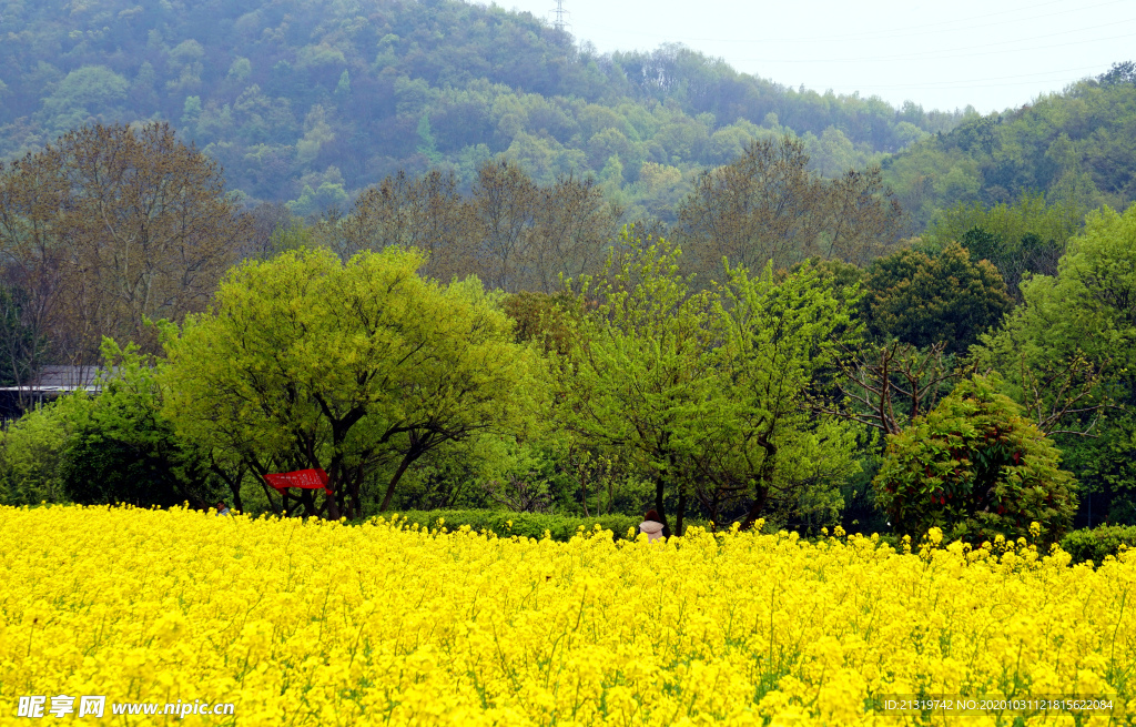 油菜花
