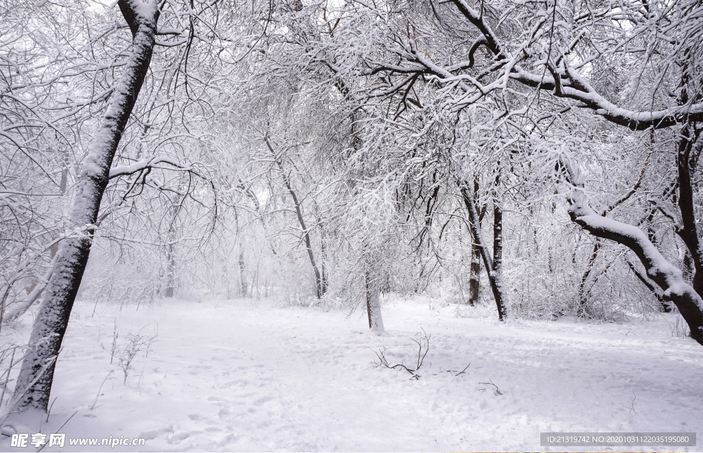 森林雪景