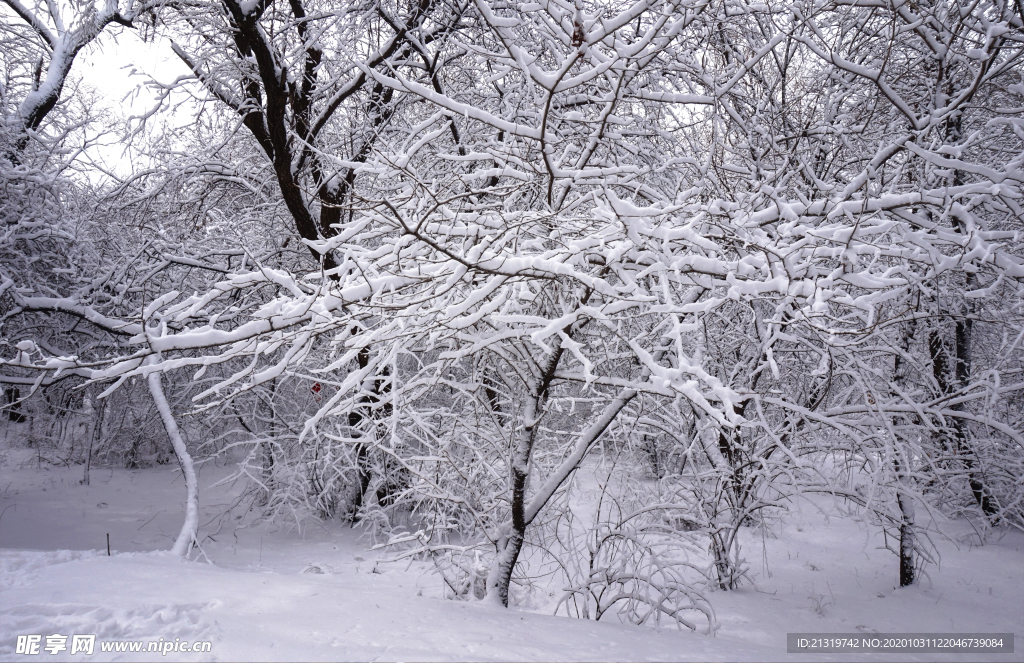 雪景