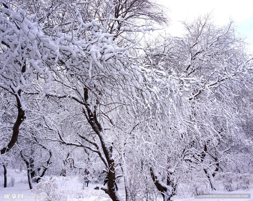 雪景