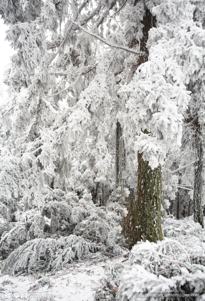 树林雪景