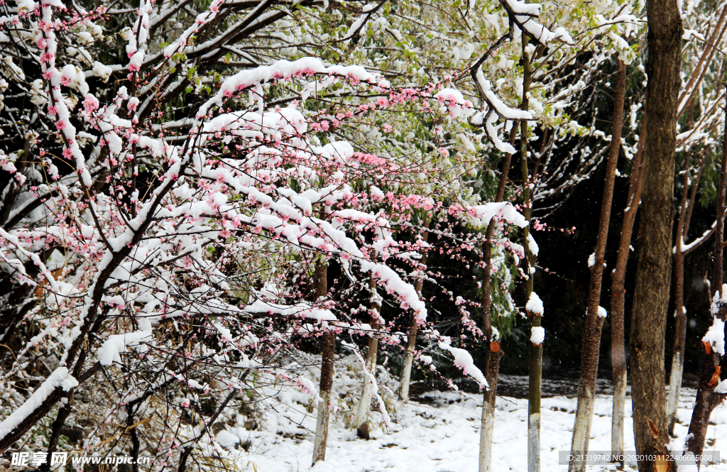 美丽雪景