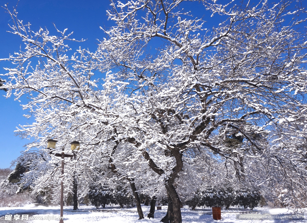 雪景