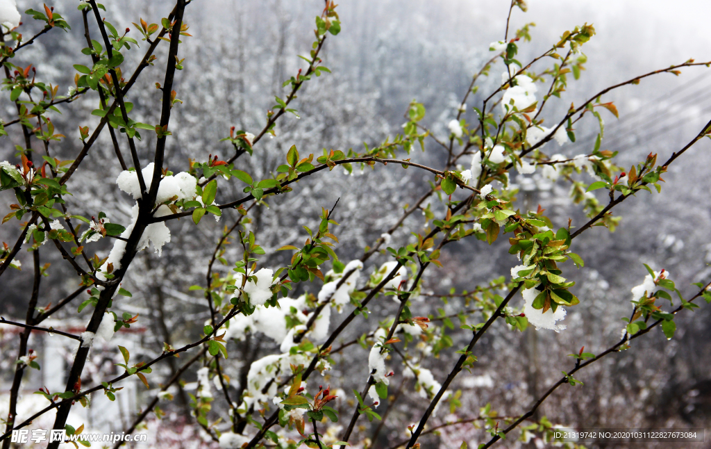植物积雪