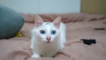 家猫