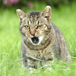 家猫