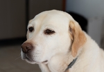 狗