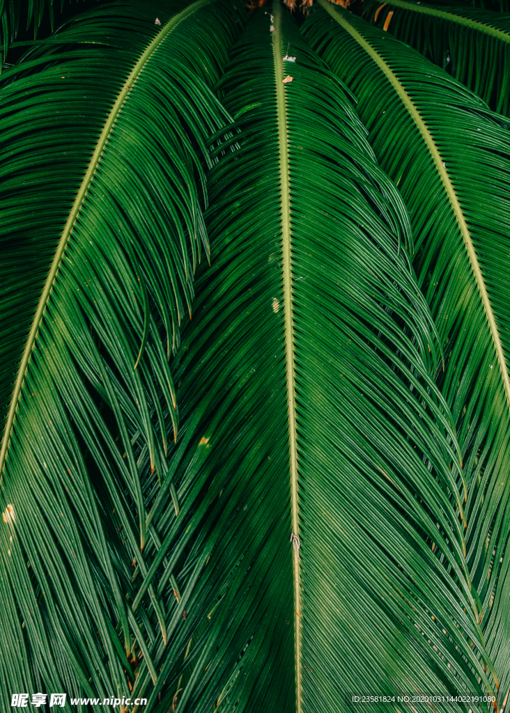 植物叶子