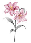 水仙花
