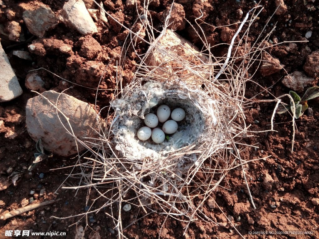 八哥孵蛋一个多星期，看看鸟蛋有什么变化