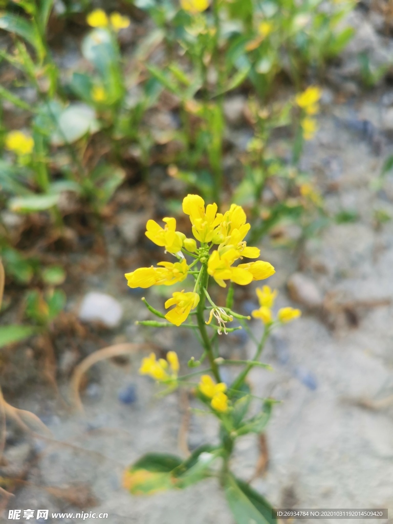 油菜花