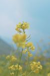 油菜花