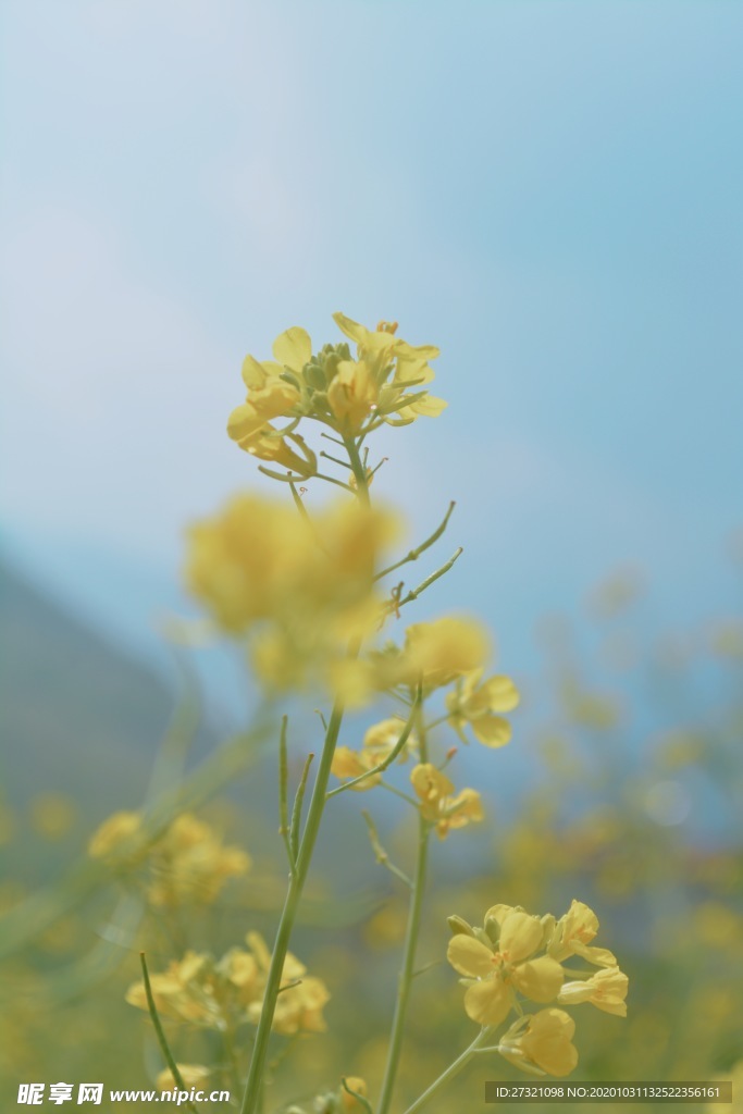 油菜花