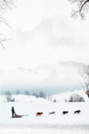 雪撬