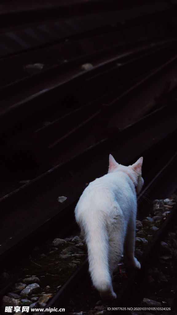和优雅白猫擦身而过怀旧记录摄影