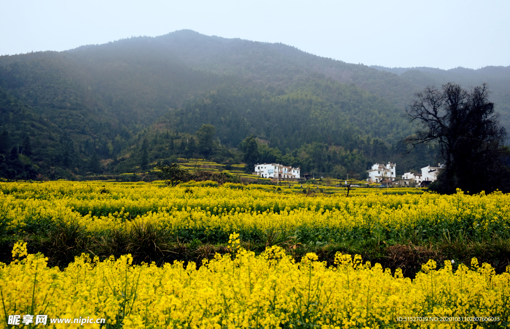 高山底下的油菜花海
