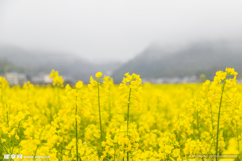 油菜花海