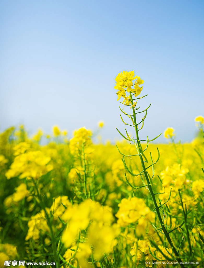 油菜花