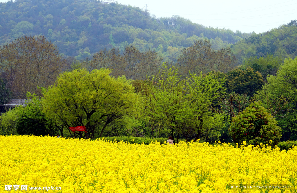 春天油菜花花田素材