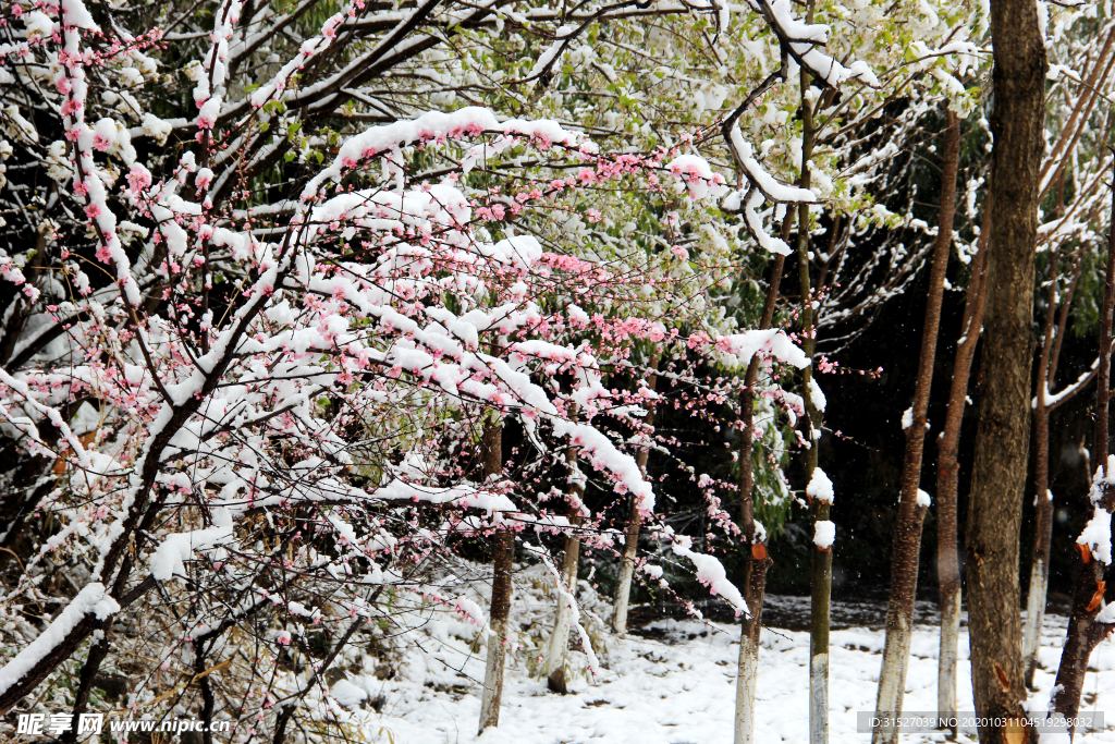雪中盛开小红花