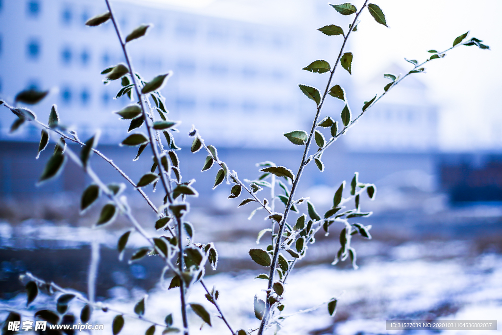 下雪后的绿植景观