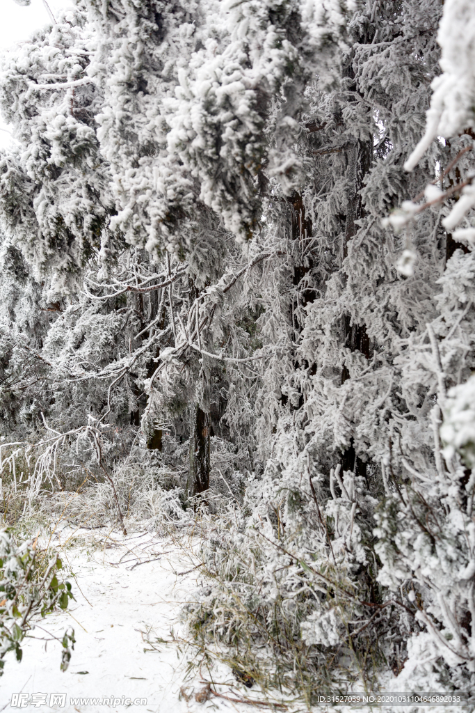 雪挂树枝